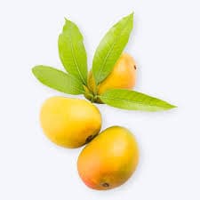 Fresh organic alphanso mango small displayed on a natural surface, clean and ready to use.