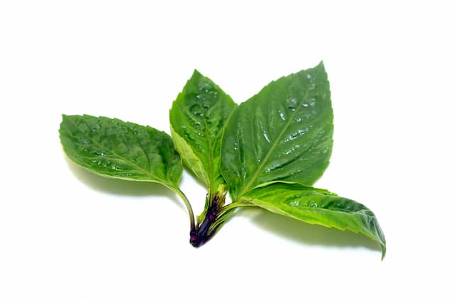 Pesticide-free Basil straight from our farm—home grown, handpicked, and packed with freshness and nutrition.