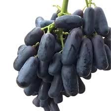 Fresh organic black grapes displayed on a natural surface, clean and ready to use.