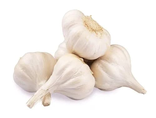 Carefully nurtured Garlic from our organic fields—fresh, healthy, and perfect for your everyday meals.