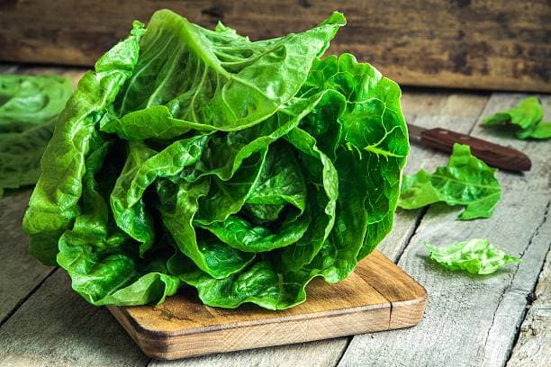 Home-grown Lettuce harvested at peak ripeness—pure, nutritious, and free from harmful chemicals.